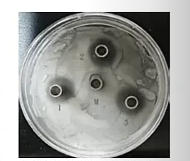 一种抑制耐甲氧西林金黄葡萄球菌耐药性的益生菌制剂